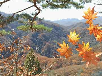 长城基金魏建：短期债市大幅调整可能性较小